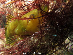 Giant Kelpfish, taken while freediving at 15' at Casino P... by Eric Addicott 